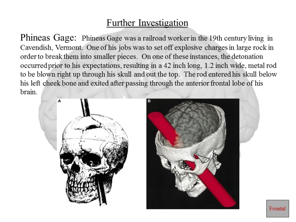 Further Investigation Phineas Gage: Phineas Gage was a railroad worker in the 19th century
